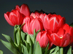 tulipe